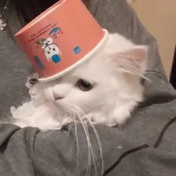 表情包小猫咪萌吧