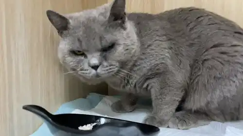流浪蓝猫一听到绝育就生气了,但医生说暂时不能做,它又给我摸了