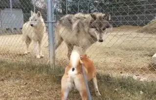 柴犬跟狼相隔不到半米,一点也不慌张,不就是哈士奇吗