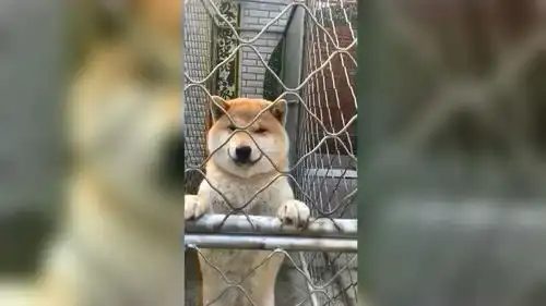小柴犬微笑表情包来了,看到它的微笑我的心暖暖的