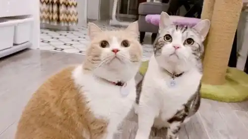 主人逗小猫咪,猫咪的表情看得要被萌化了