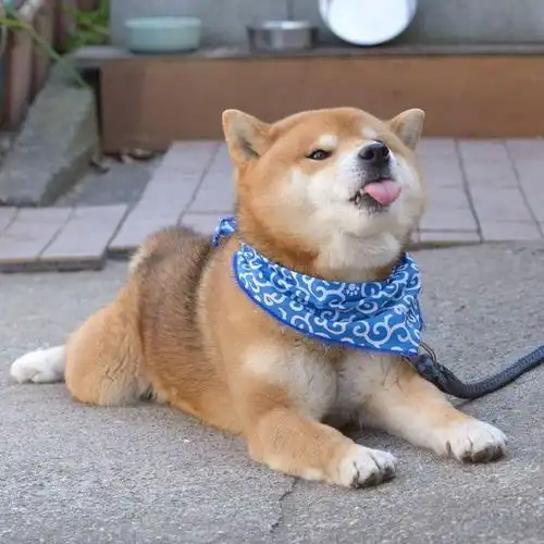 这只日本柴犬贡献了一整套表情包,萌翻了