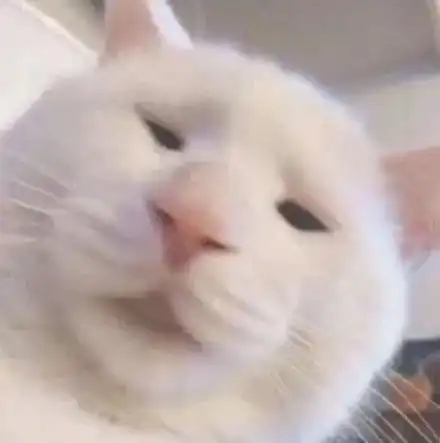 50张女生头像丨生活不易,猪猪叹气