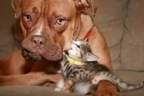 当汪星人遇见小萌猫,狗狗咋搓磨都行随你高兴就这样被你征服