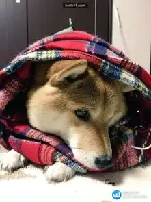 微头条狗界的苦情王子,不是什么狗都能演的