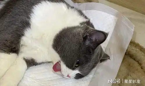 过来人告诉你猫咪绝育vs不绝育的差别,很不一样