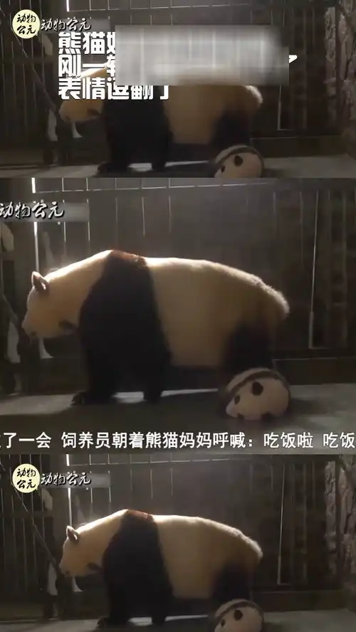 熊猫妈妈被奶妈忽悠,刚一转身宝宝就不见了,表情逗翻了