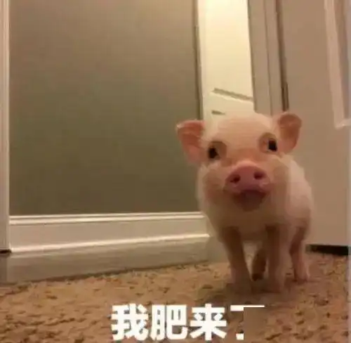 更新盛装舞会活动上架,熔蛇之翼酷炫登场命运星盘开启