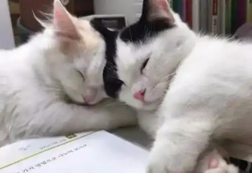 两只小奶猫陪主人写作业,没忍住睡着了,小表情太萌,网友羡慕