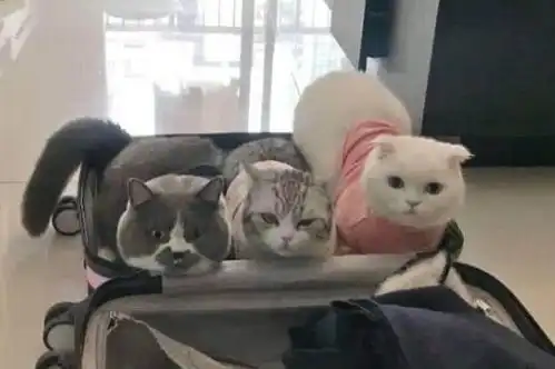 主人在整理行李箱的时候,却被猫咪们做的事情给萌了一脸
