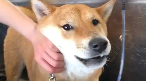 柴犬被主人骗去洗澡,当发现被骗后,网友笑容逐渐消失