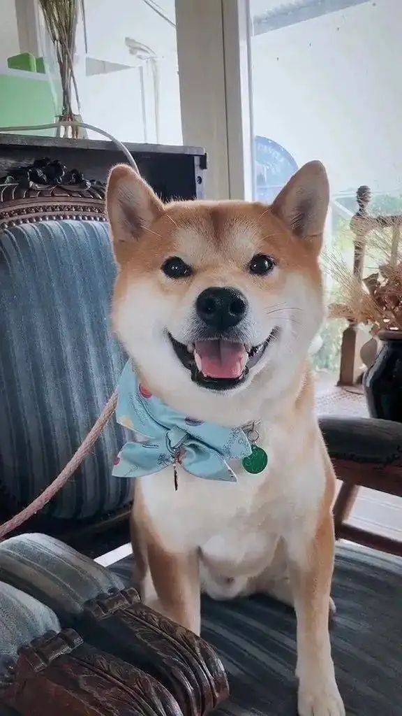 柴犬壁纸,拿走不谢