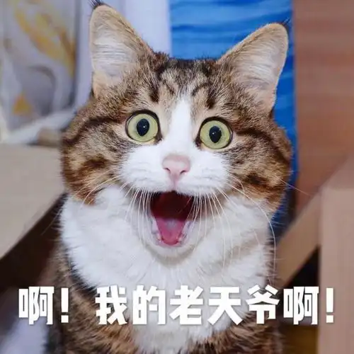 这几种猫寿命短,养了就要珍惜