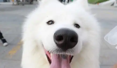 这种狗狗有漂亮的外表和聪明的头脑,很多女孩子都爱养它