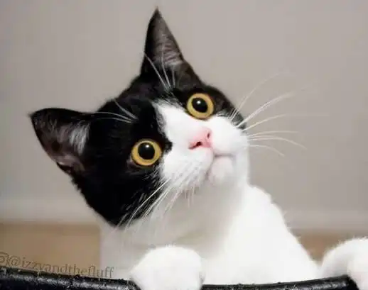 影帝级别的牛奶猫,两只圆圆的大眼睛,随手照一张都是表情包