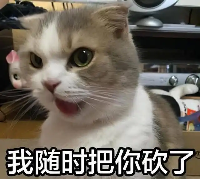 被宠溺的猫咪会有这几种行为,主人就要注意了