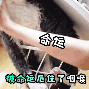 20个动态搞怪表情包气场全开,大哥你冷静一点