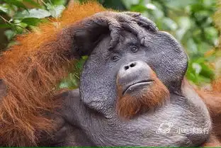 史上最有趣的马来西亚动物百科第1集内含行走的表情包若干