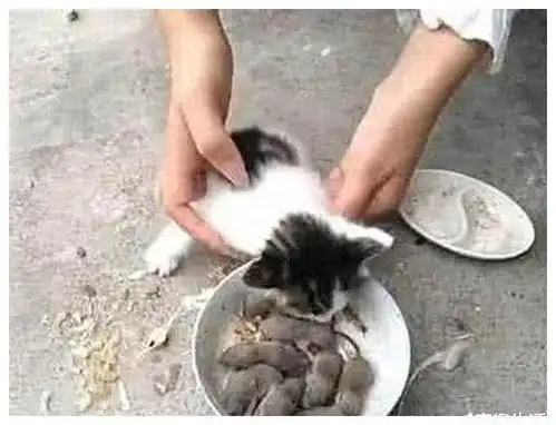 为了锻炼捕鼠能力,逼小猫生吃老鼠,看到这反应,主人很失望