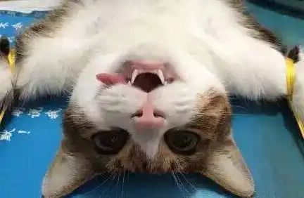 宠物猫狗做了绝育手术后会不会抑郁
