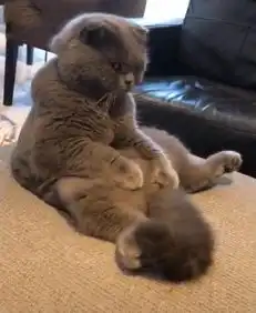 主人忘记给猫带罐头,到家开门就看到眼前这幕,喵你还敢回来