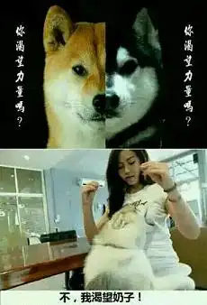 你渴望力量吗梗两条狗表情图片你渴望力量吗不我渴望系列表情包下载乐游网游戏下载
