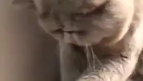 当得知蛋蛋没了之后生无可恋