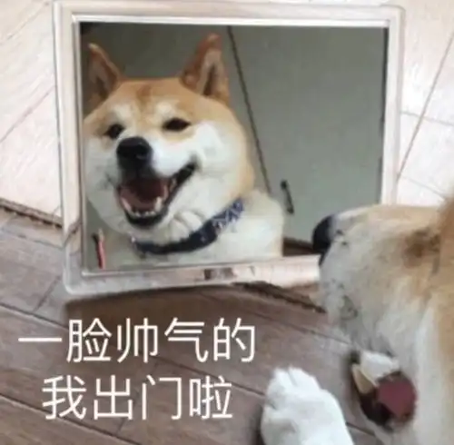 这些道理,相信养狗越久,你懂得越多