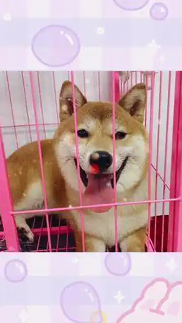 柴犬表情包铲屎官的乐趣今天的不开心就到此为止吧