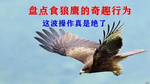 盘点食狼鹰的凶悍行为,狼的天敌,遇到它毫无还手之力