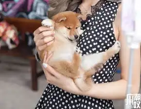 广州居然有家柴犬网红店,随手都是行走的表情包来撸