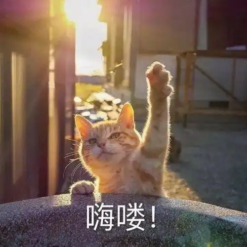 竖起大拇哥丨第964期喵表情包
