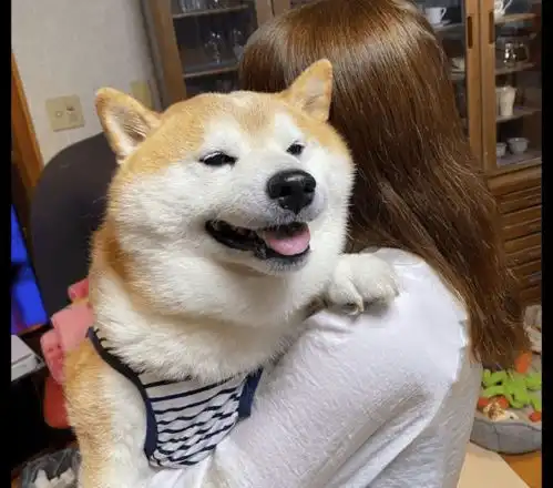 柴犬被女主人抱着后,情不自禁地就笑起来了,这笑容是有多开心