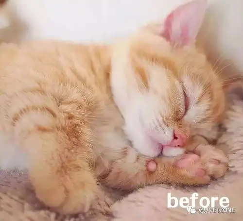 当橘者迷社会人胖橘,碾压小猪佩奇