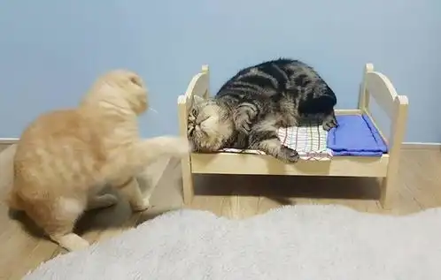 主人给两只猫买一张床,小家伙互撕抢地盘,橘猫的表情全程亮点