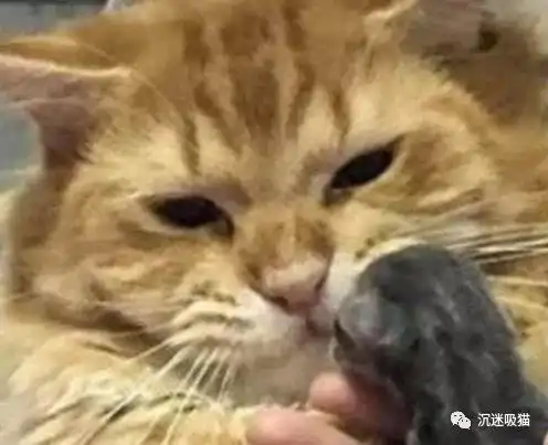 主人将小奶猫给猫爸,猫爸不是我的娃,这锅我不背