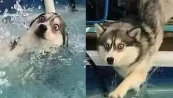 网友带哈士奇去游泳,结果这货下水的表情让人笑喷妥妥的表情包