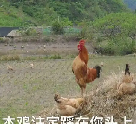 从幼稚到成熟,你只不过是我嘴里的一盘菜