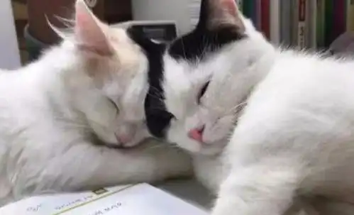 两只小奶猫陪主人写作业,没忍住睡着了,小表情太萌,网友羡慕