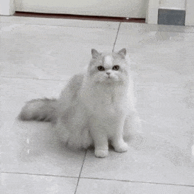 超级可爱的网红猫咪动态表情包
