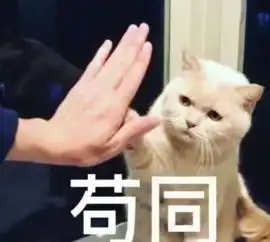 资深猫奴改不掉的四个习惯,四点全中的人,都是合格的铲屎官