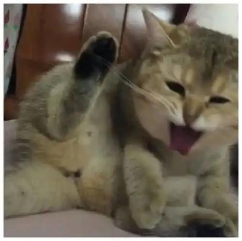 猫咪无聊闻自己的脚丫子,结果被熏吐了,超乎想象