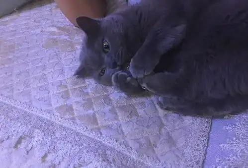 主人用蓝猫的毛做了一个猫毛毡,担心它会嫌弃,猫咪表情让人笑喷
