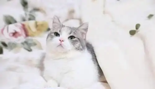 要什么我们都给你天使脸小猫咪一个表情就萌杀全网