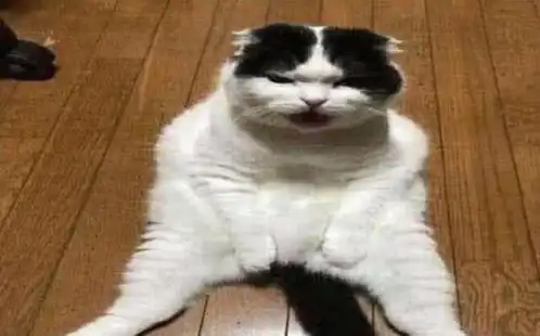 猫咪被拉去做了绝育,回家后往胯下一看,表情让人笑到捧腹