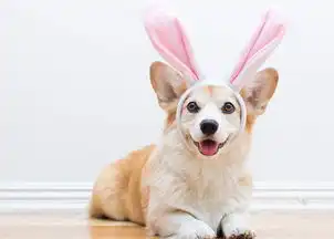 柯基耳朵什么时候竖起,柯基犬耳朵立不起来