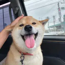 柴犬的飞机耳比猫咪还标准,满脸贱萌的笑容,也特别能治愈人心