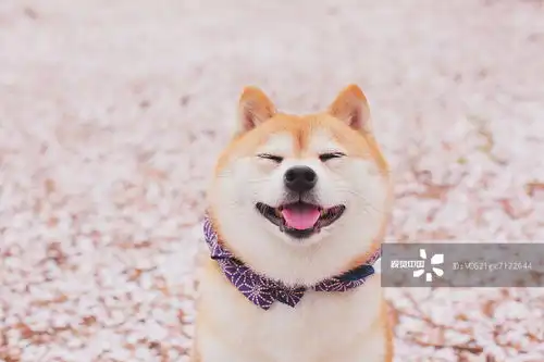 摄影图片