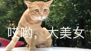 猫躲雨又想出去玩,犹豫的表情萌出鼻血