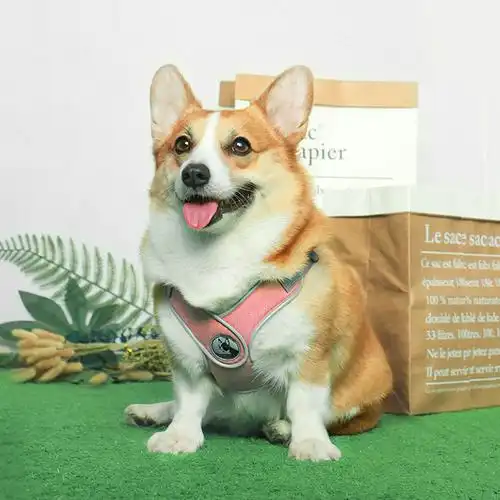 假如不要钱,这7种狗,你会带哪只回家